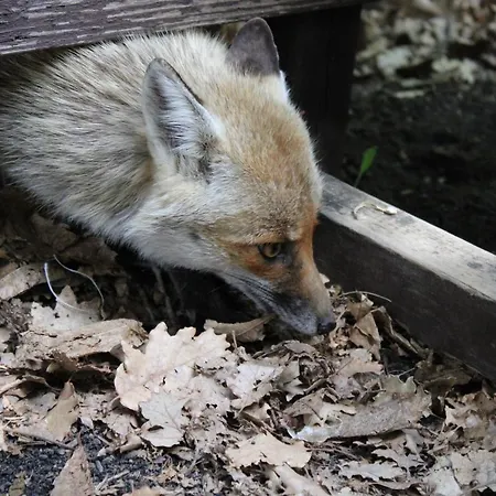 Matilde's Etna Nature House