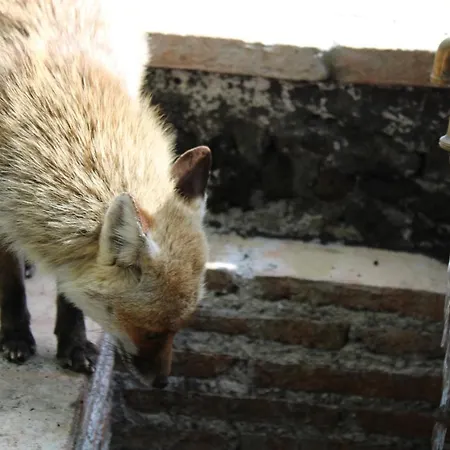 Matilde's Etna Nature House *