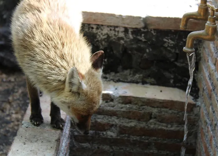 Matilde's Etna Nature House *