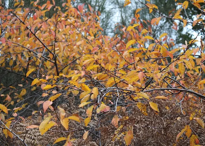 Matilde's Etna Nature House *
